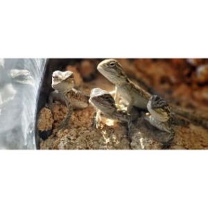 Conclusion-For-Best-Reptile-Rescues-in-Texas