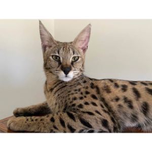Conclusion-For-Best-Savannah-Cat-Rescues-in-The-US