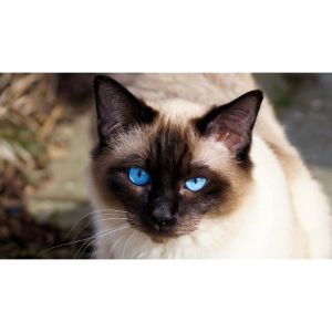 Conclusion-For-Best-Siamese-Cat-Rescues