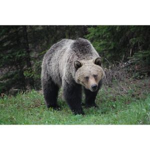 Conclusion-For-Best-Wildlife-Rescues-in-North-Carolina
