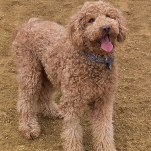 Conclusion-For-Can-a-Labradoodle-Be-a-Service-Dog