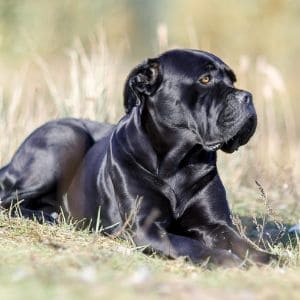 Conclusion-For-Cane-Corso-Colors