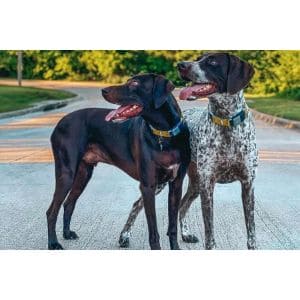 Conclusion-For-German-Shorthaired-Pointer-Vizsla-Mix