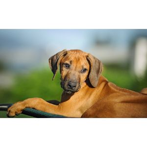 Conclusion-For-How-Much-Does-a-Rhodesian-Ridgeback-Cost