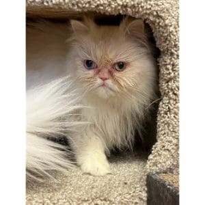 Conclusion-For-Persian-Cat-Rescues-in-The-USA