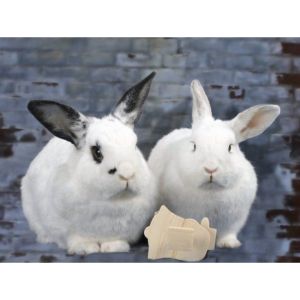 Conclusion-For-Rabbit-Adoption-Top-Rabbit-Rescues-in-Georgia