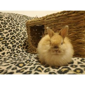 Conclusion-For-Rabbit-Adoption-Top-Rabbit-Rescues-in-Los-Angeles