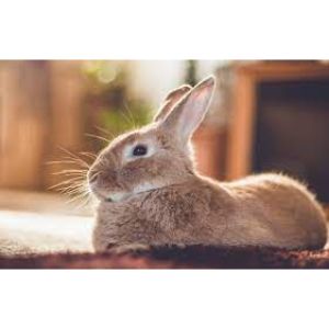 Conclusion-For-Rabbit-Rescues-in-Pennsylvania