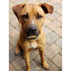 Conclusion-For-Rhodesian-Ridgeback-Black-Mouth-Cur-Mix