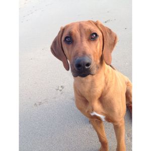 Conclusion-For-Rhodesian-Ridgeback-Temperament-Information