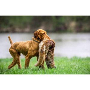 Conclusion-For-The-Wirehaired-Vizsla-Guide