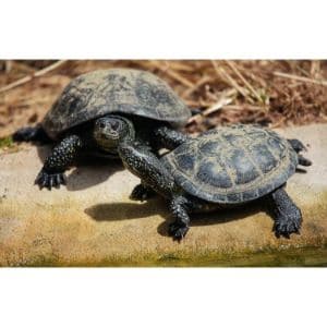Conclusion-For-Turtle-Adoption-Top-8-Turtle-Rescues-in-California