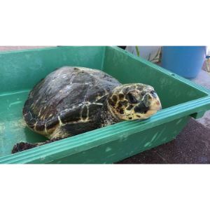 Conclusion-For-Turtle-Adoption-Top-8-Turtle-Rescues-in-North-Carolina