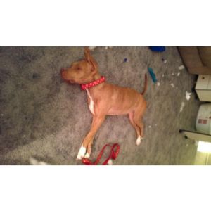 Conclusion-For-Vizsla-Pitbull-Mix-Guide