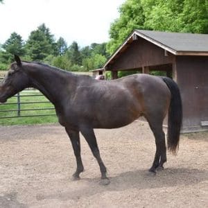 Conclusion-For-best-Horse-Rescues-in-Ohio