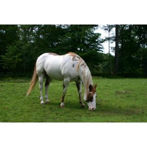 Connecticut-Draft-Horse-Rescue
