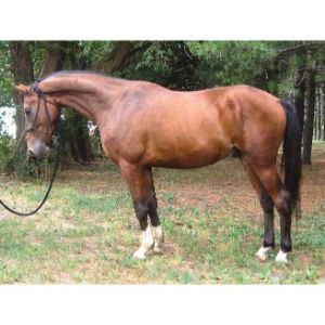 Copperhead-Horse-Rescue