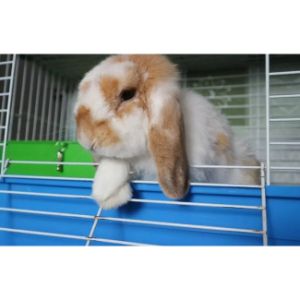 Cotton-Tails-Rabbit-Rescue