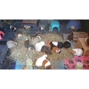 Critter-Camp-Exotic-Pet-Sanctuary