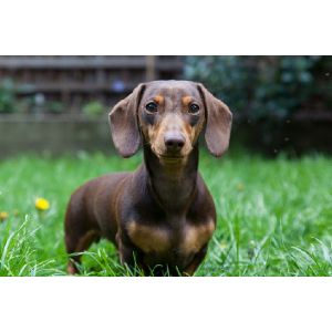 Dachshund-History