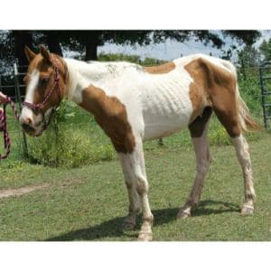 Deer-Creek-Ranch-and-Horse-Rescue