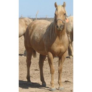 Desert-Star-Horse-Rescue