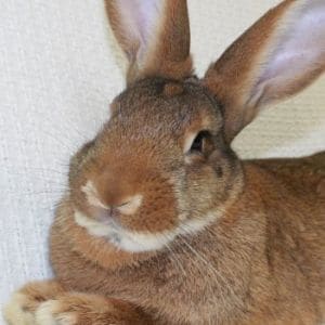 Do-Rabbits-Make-Good-Pets