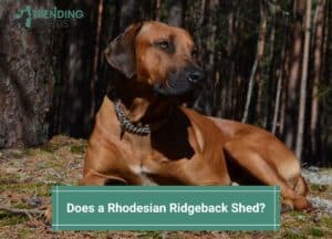 Does-a-Rhodesian-Ridgeback-Shed-template