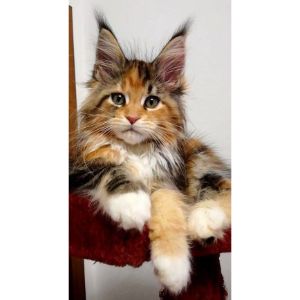 East-Coast-Maine-Coon-Rescue