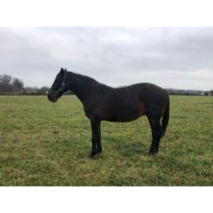 Easy-Street-Horse-and-Barnyard-Rescue