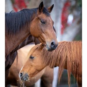 Equine-Outreach-Horse-Rescue