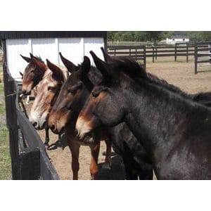 Equine-Rescue-Inc.