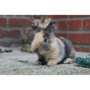 Erie-Area-Rabbit-Society-Rescue