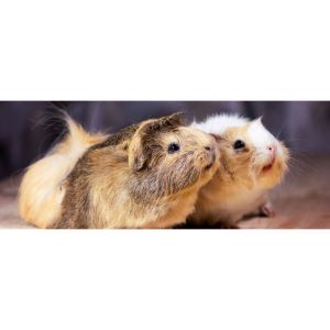 Erie-Guinea-Pig-Rescue