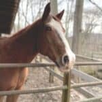 13 Best Horse Rescues in Texas! (2023)
