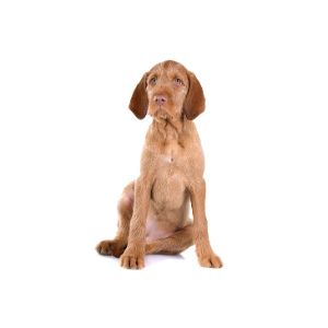 Exercise-Needs-Of-Wirehaired-Vizslas