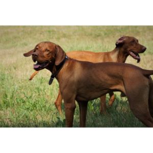 Exercise-Requirements-for-the-German-Shorthaired-Pointer-Vizsla-Mix