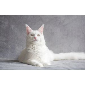 Fancy-Felines-for-Adoption-Cat-Rescue
