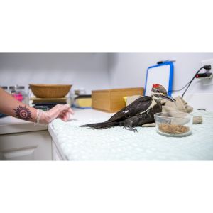 Feathered-Sanctuary-Exotic-Bird-Rescue