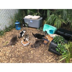 Feral-Cat-Foundation