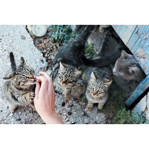 Feral-Cat-Helpers