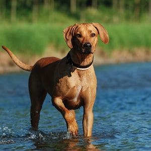 First-year-expenses-of-owning-a-Rhodesian-Ridgebac