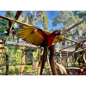 Florida-Parrot-Rescue