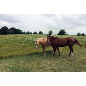 Flying-Changes-Equine-Rescue