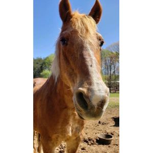 Freedom-Hill-Horse-Rescue