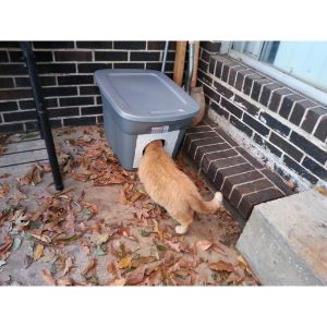 Friendly-and-Feral-Cat-Rescue