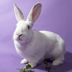Furrytail-Life-Rabbit-Rescue-and-Sanctuary