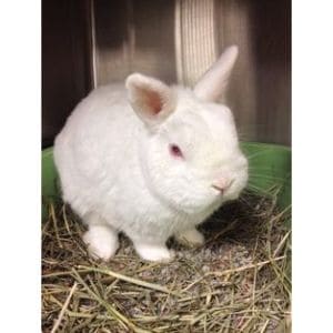 Gainesville-Rabbit-Rescue