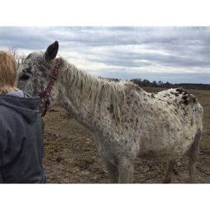 Gentle-Giants-Draft-Horse-Rescue