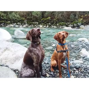 German-Shorthaired-Pointer-Vizsla-Mix-Appearance